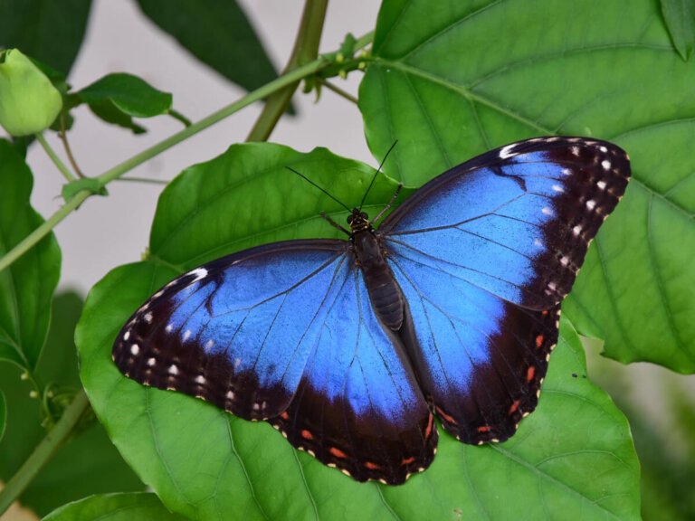 Las mariposas azules que puedes encontrar en el Amazonas