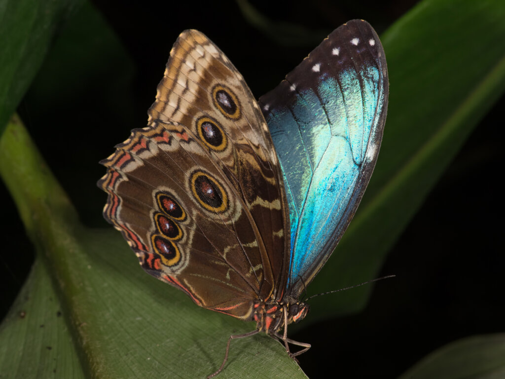 El Amazonas ofrece la posibilidad de ver a las mariposas Morpho.