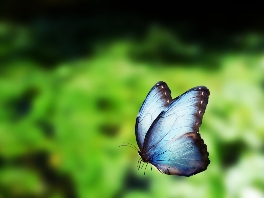 Mariposa azul del Amazonas en pleno vuelo.