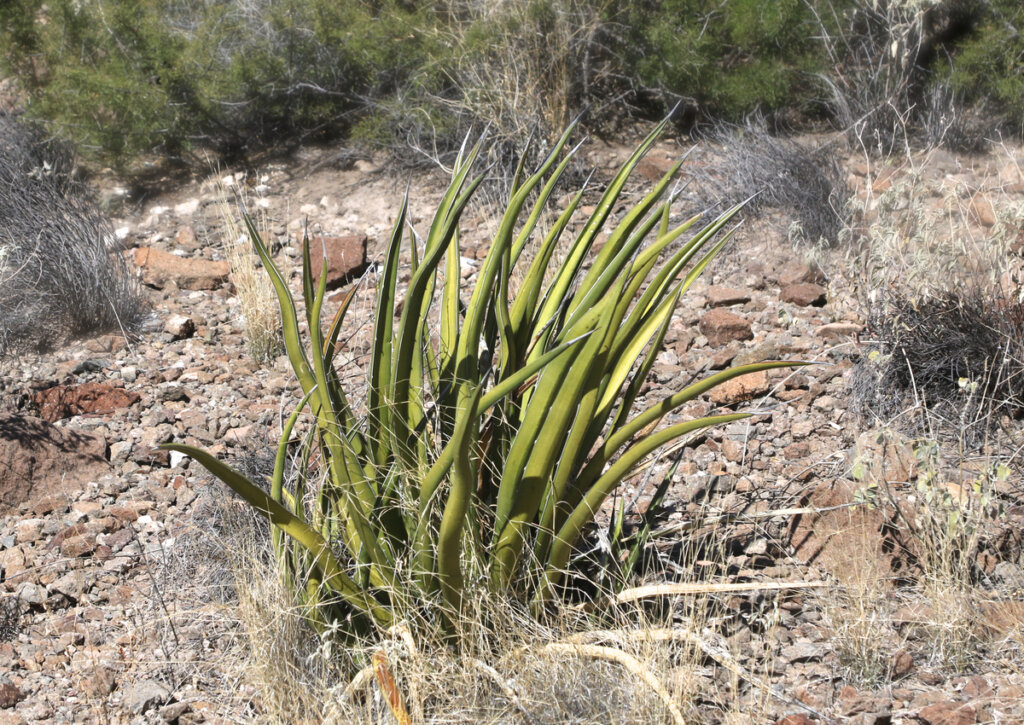 Agave, una planta mexicana que se cultiva en Tula.