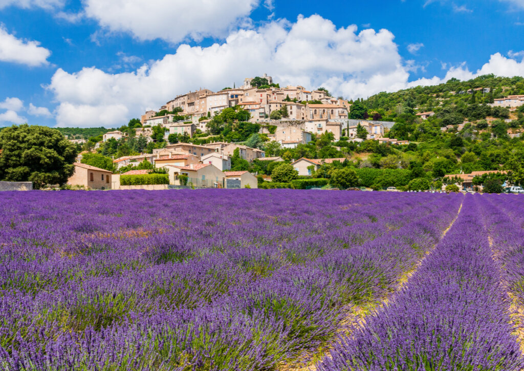 Campos de lavanda en la región de Provenza, Francia.
