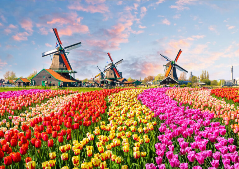 Los campos de tulipanes en Holanda