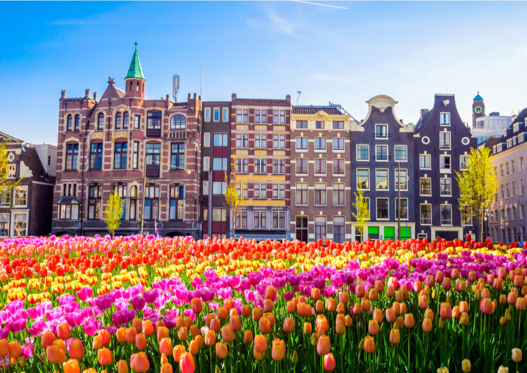 Los tulipanes de Holanda son reconocidos en todo el mundo.