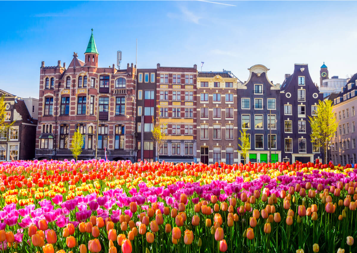 Los campos de tulipanes en Holanda — Mi Viaje