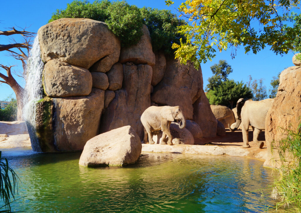 Elefantes en el Bioparc de Valencia.