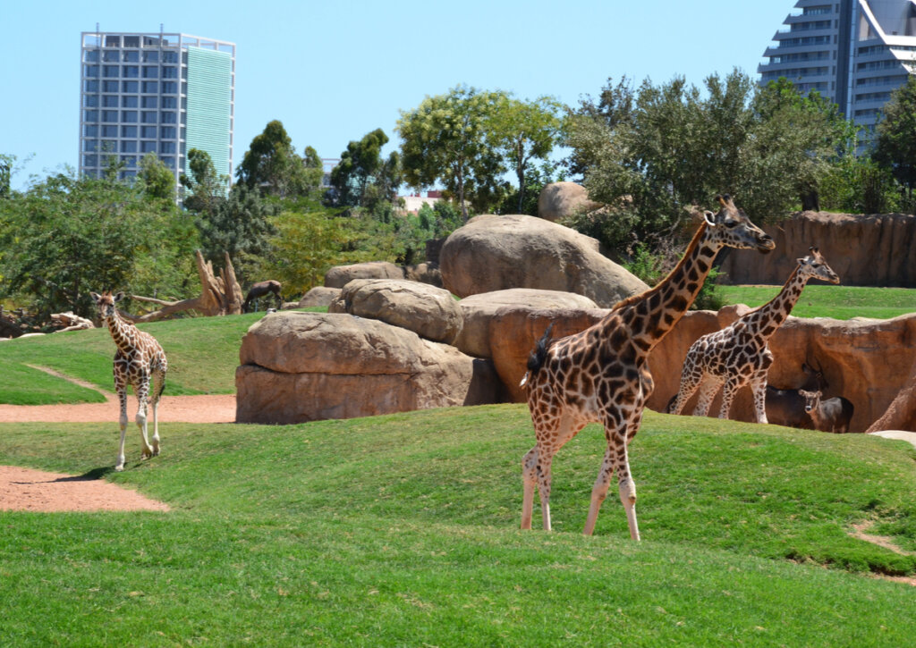Jirafas caminando en el Bioparc de Valencia.