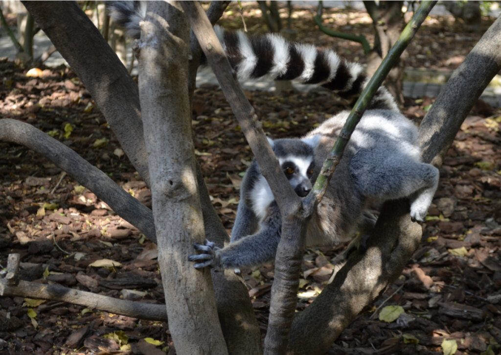 Lémur en el Bioparc de Valencia.