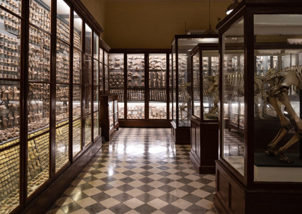 El museo de las cuevas Ghar Dalam ofrece grandes descubrimientos para que los visitantes conozcan.