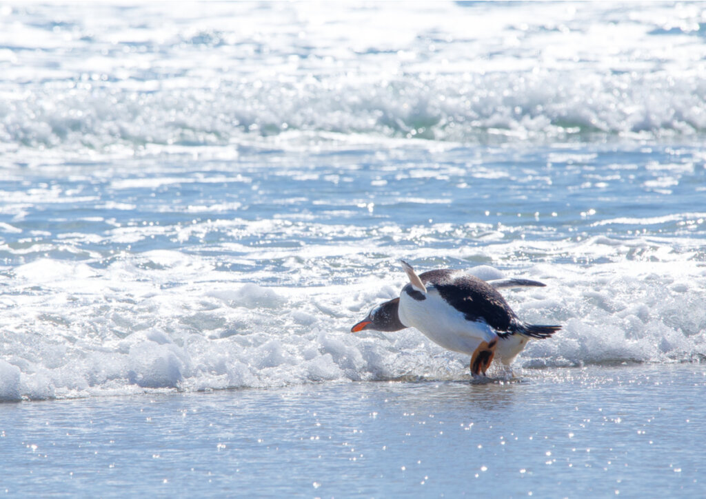 Pingüinos habitando en la Antártida.