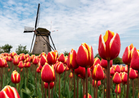 Vista cercana de tulipanes rojos en Holanda.