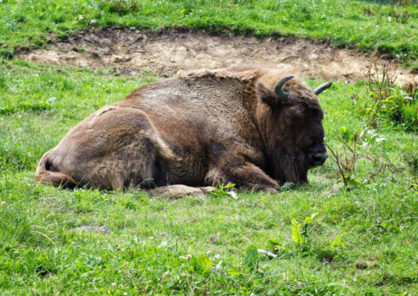 El bisonte europeo habita en el Parque Cuaternario de Santillana del Mar.
