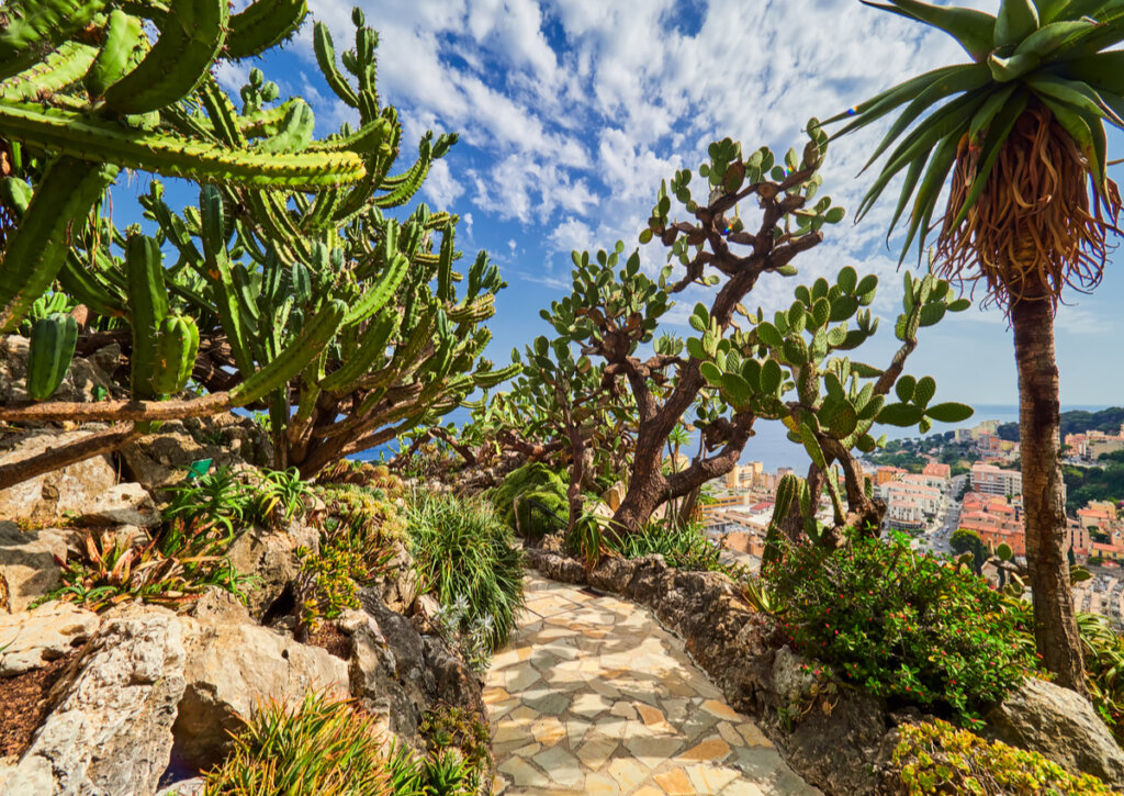 Descubre el hermoso Jardín exótico de Mónaco
