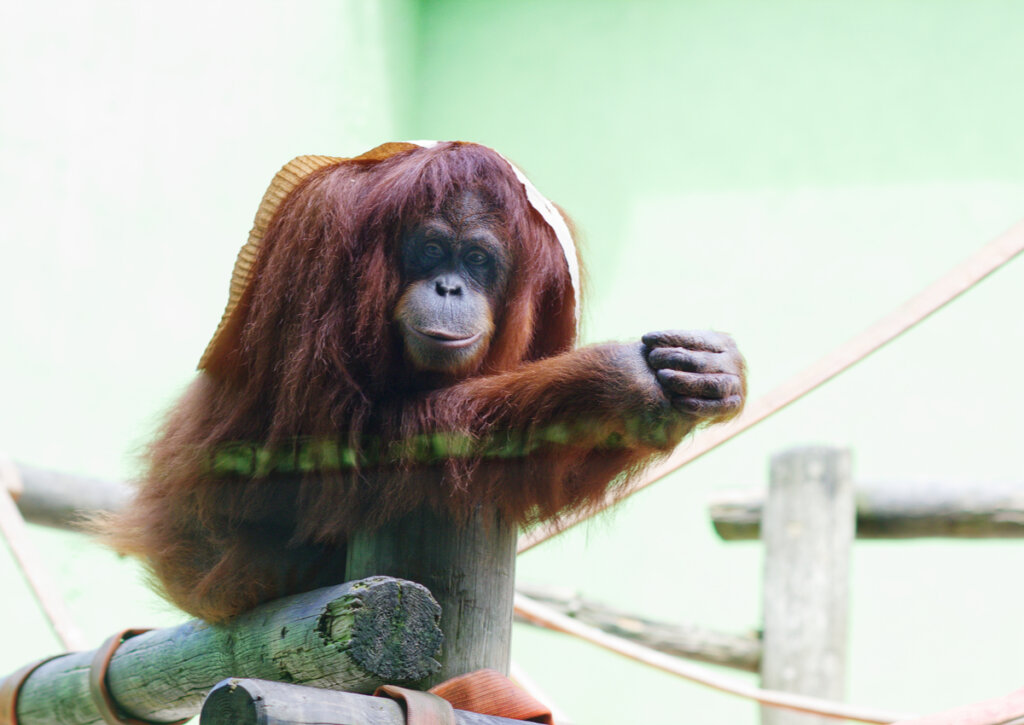 Un orangután en el Parque Cuaternario de Santillana del Mar.
