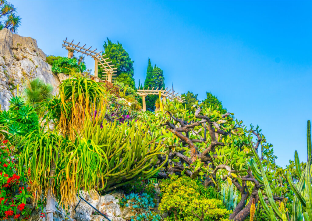 Plantas suculentas ubicadas en el Jardín Exótico de Mónaco.