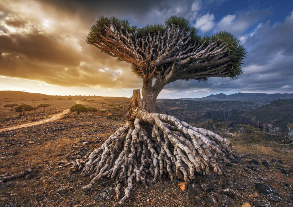Ejemplar de un árbol de sangre de dragón en Socotra, Yemen.