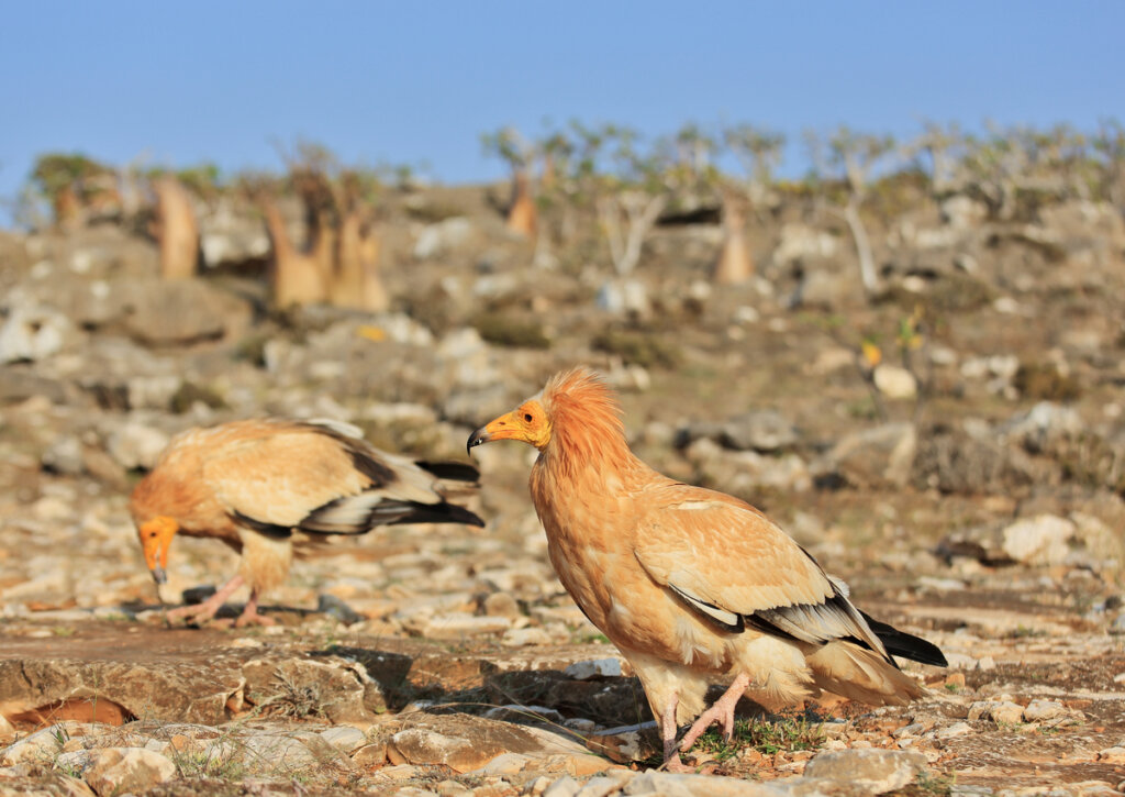 Buitre egipcio que habita la isla de Socotra.