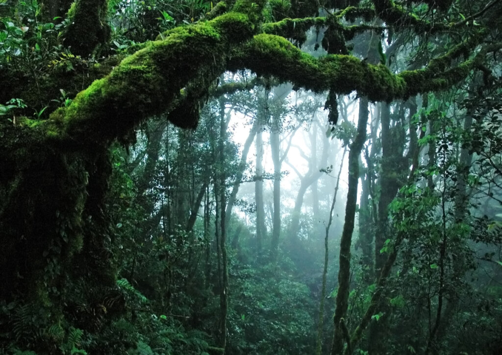 La sima de Sarisariñama apenas fue explorada en la década del sesenta.
