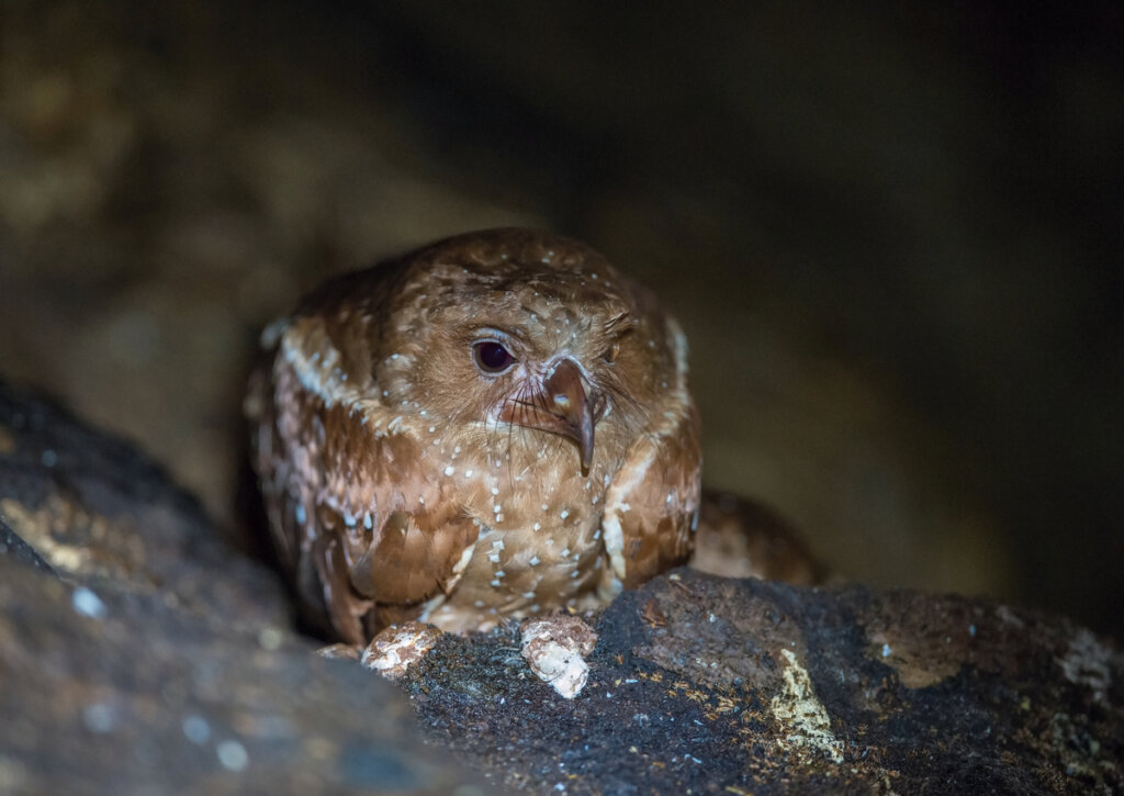El guácharo o ave de las cavernas habita en esta zona de Venezuela. 