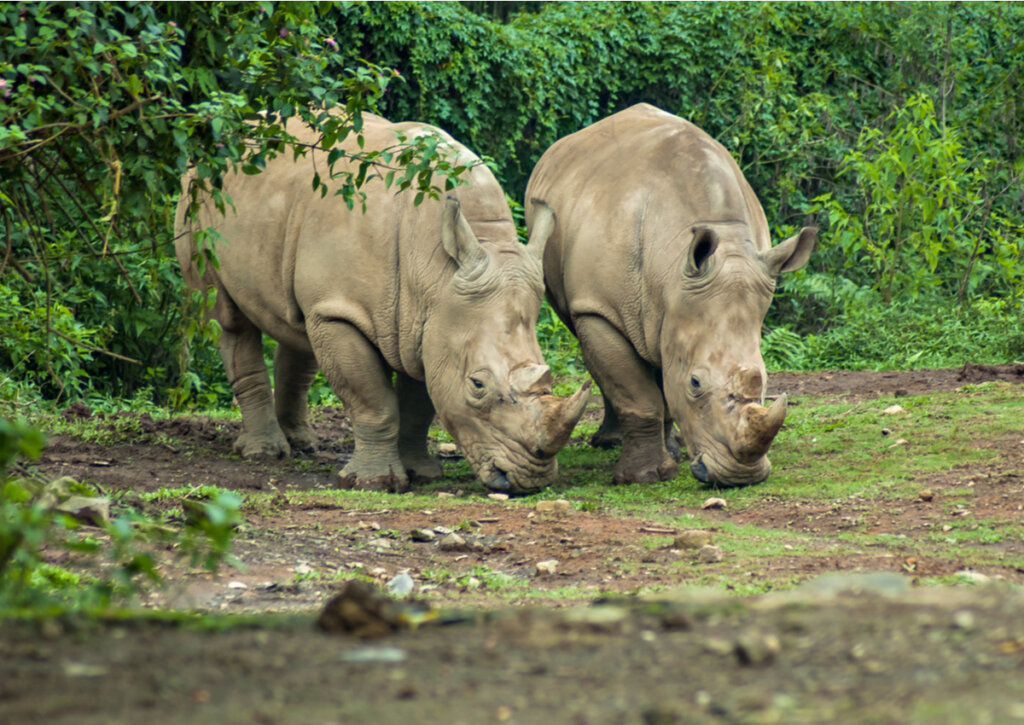 Rinocerontes en una reserva natural de Indonesia.
