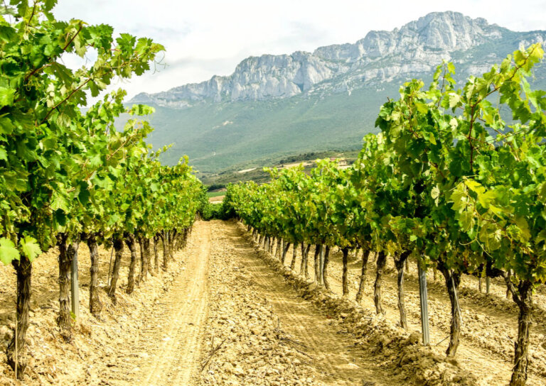 Un viaje por la ruta del vino de la Rioja Alavesa