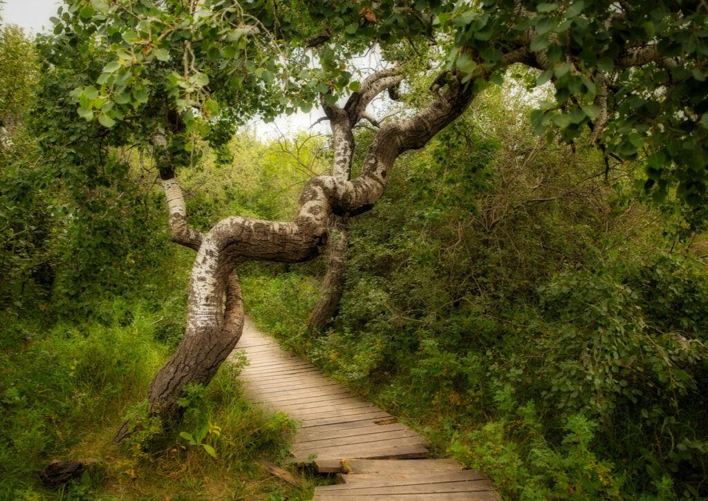 Un ejemplar de los extraños árboles torcidos de Hafford, en Canadá.