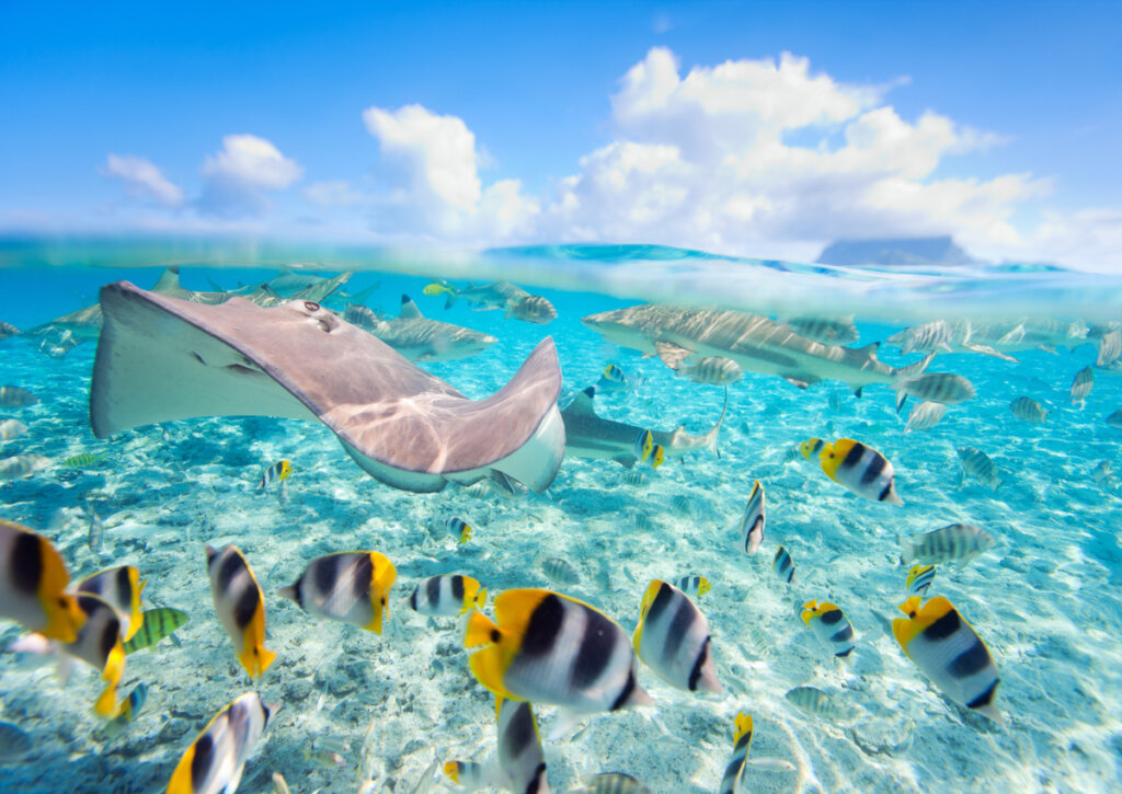 La laguna de Bora Bora ofrece una vida marina impresionante.
