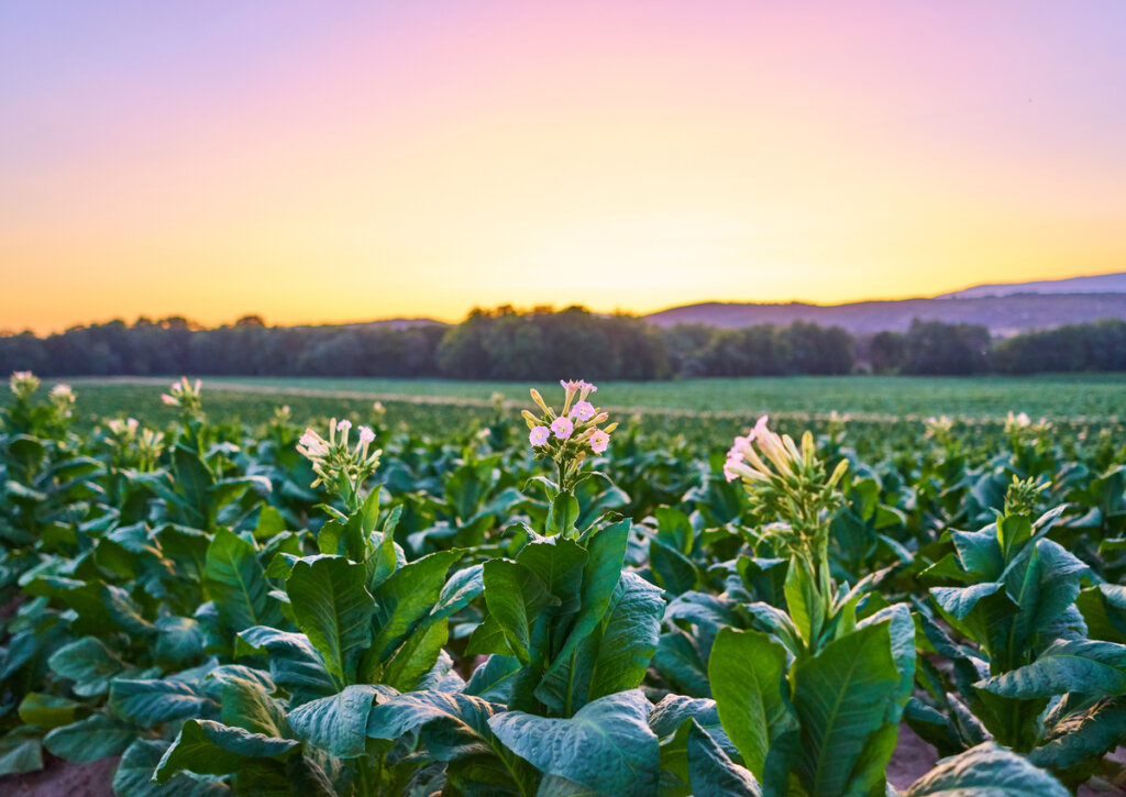 El tabaco es uno de los iconos distintivos de La Vera.