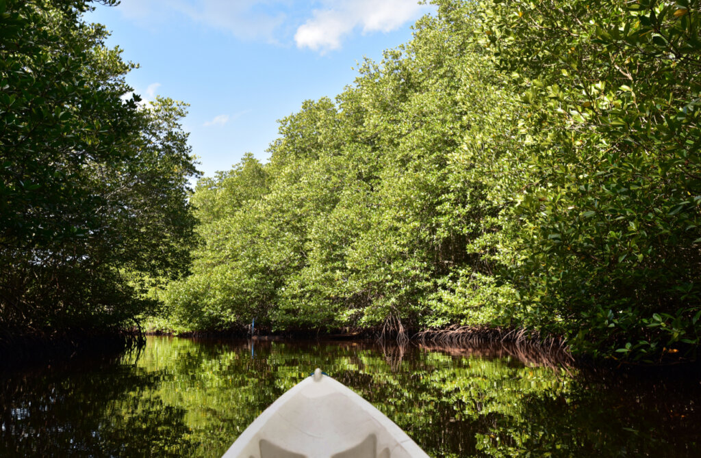 Pasear por los bosques de manglares es uno de los atractivos de las islas Nusa.