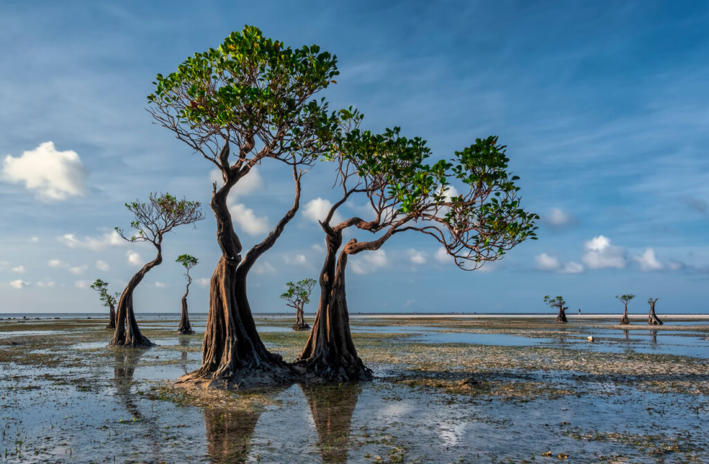 Los manglares dan un color distinto a Walakiri Beach.