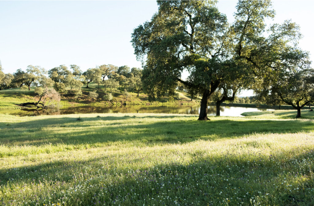 El paisaje de la Sierra Norte de Sevilla es fascinante en primavera.