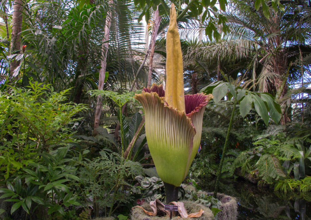 En el oasis botánico de Londres se puede apreciar la flor más grande del mundo.