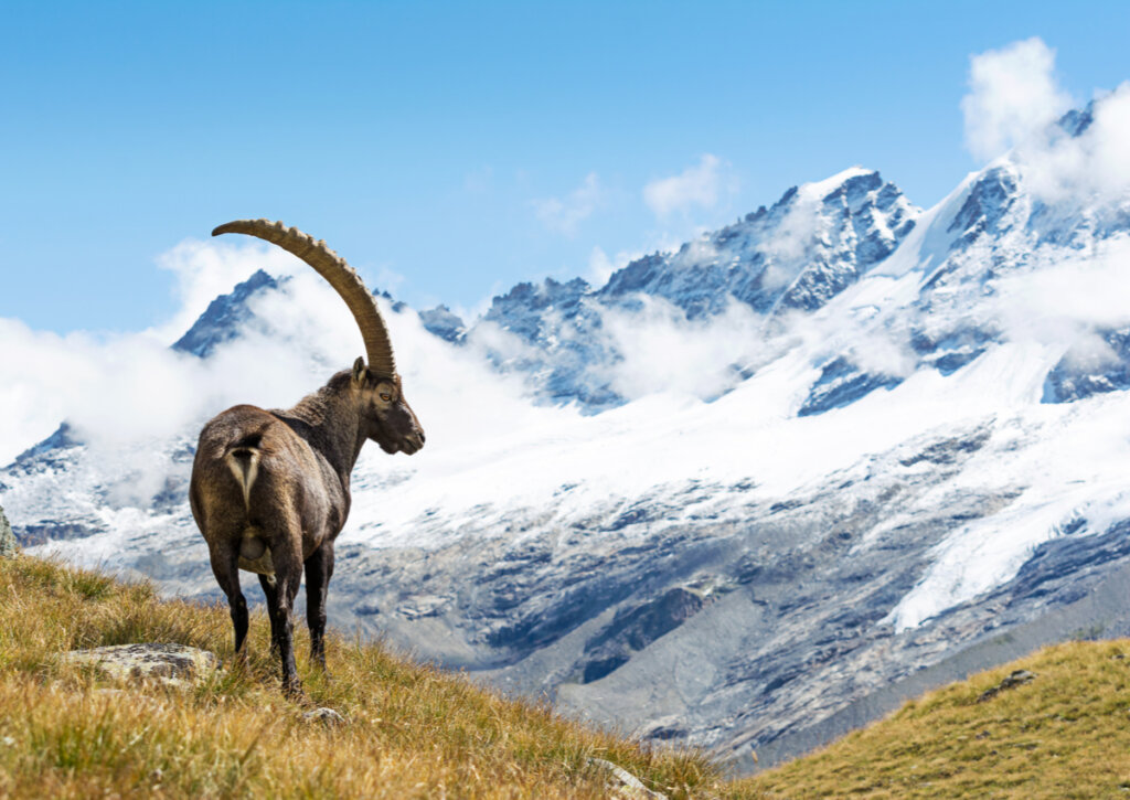 Un íbice en el Parque Nacional del Gran Paradiso en los Alpes Italianos.