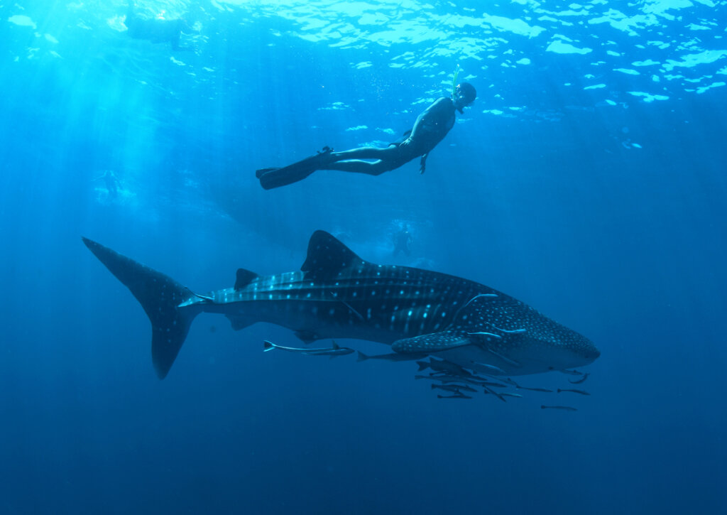 Turista haciendo buceo junto a los tiburones en Koh Tao.