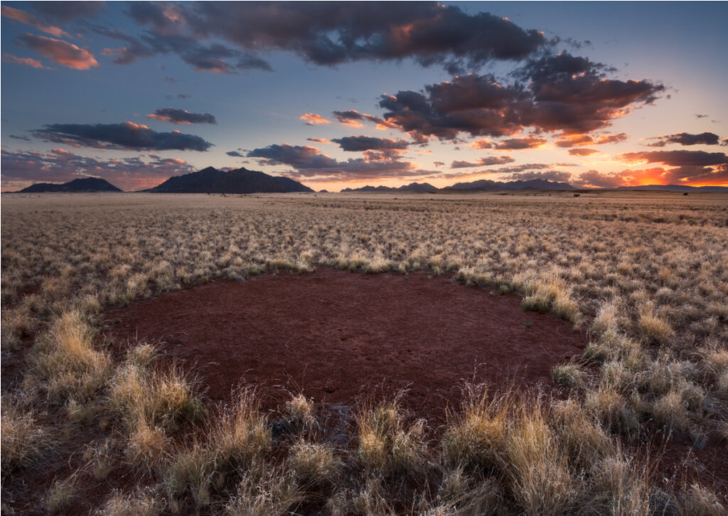 Algunos expertos creen que los círculos de hadas de Namibia se forman por la vegetación.