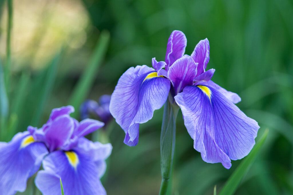 La flor de Iris es una de las bellas curiosidades de Croacia.