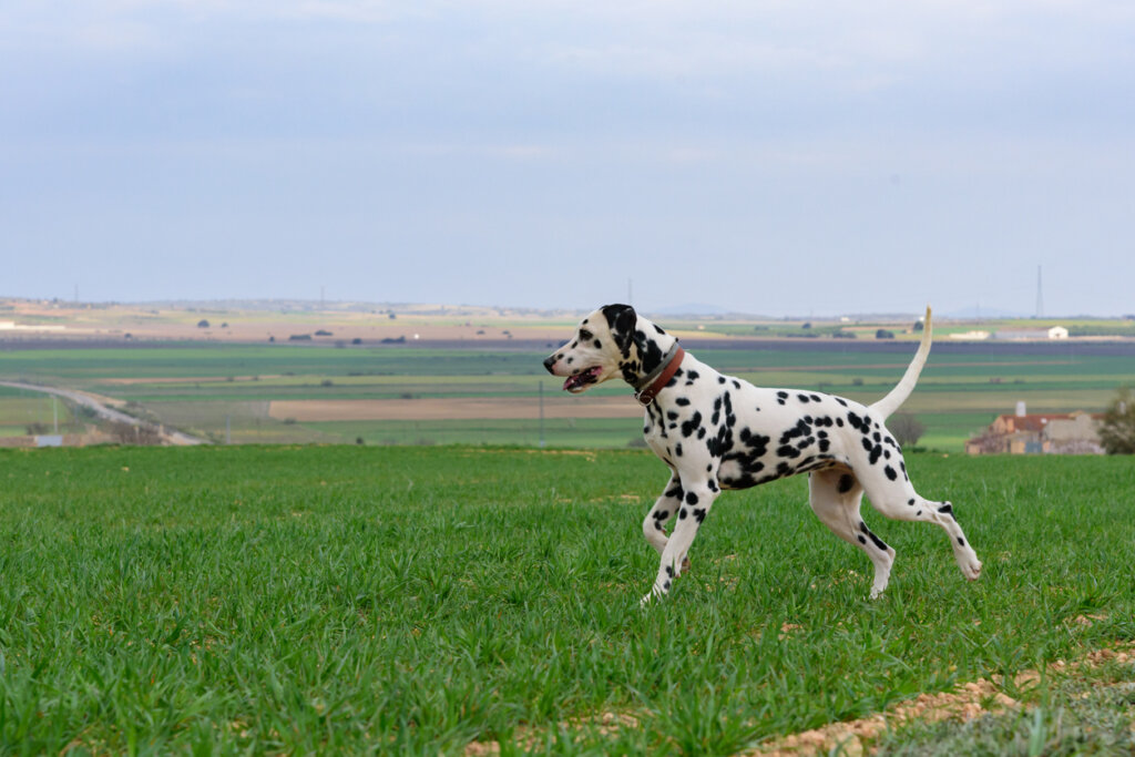 Los originales perros dálmatas son una de las curiosidades de Croacia.