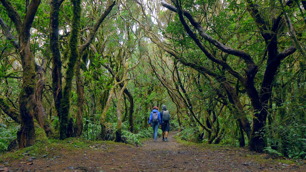 Las cumbres de Anaga han sido distinguidas por su biodiversidad.