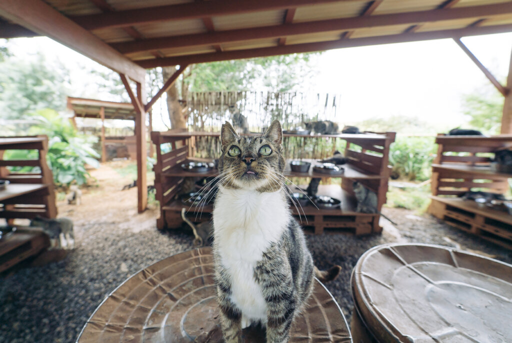 Aunque resulte extraño, el santuario de gatos es muy famoso en Lanai.