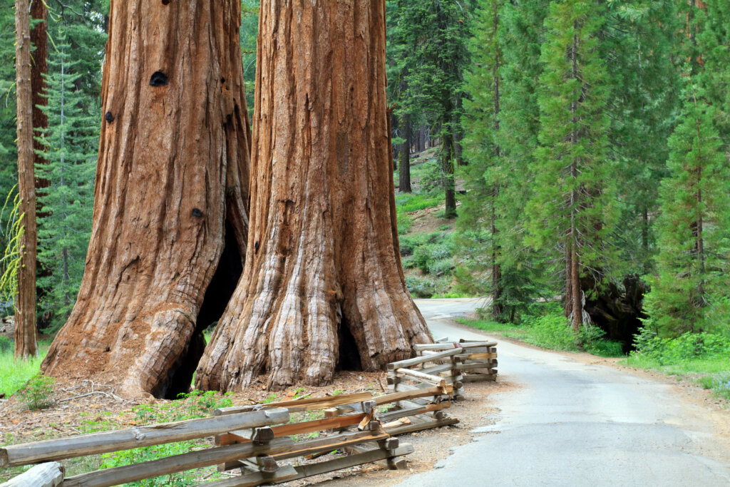 Los senderos más populares de Sequoia National Park no son largos