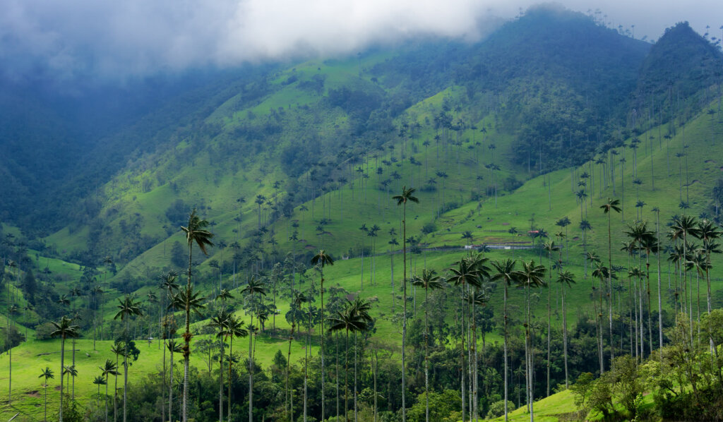 Valle del Cocora