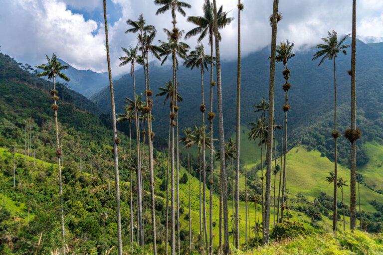Valle de Cocora en Salento, dominado por las famosas palmeras de cera gigantes.