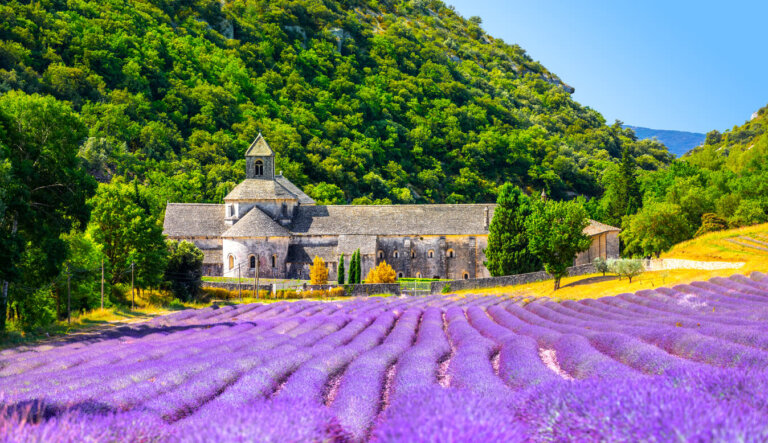Campos de lavanda en Provenza, Francia