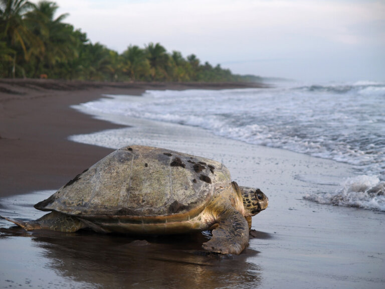Tortuga marina, en parque nacional Tortuguero, Costa Rica