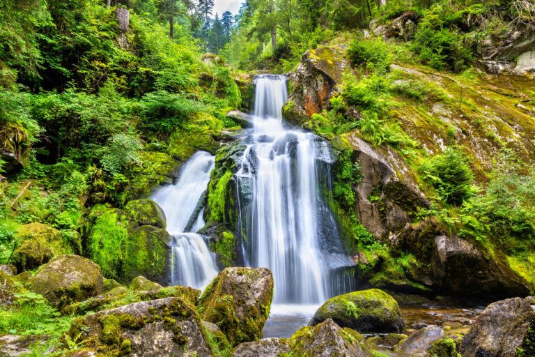 Cascada Triberg, Centro de la Selva Negra