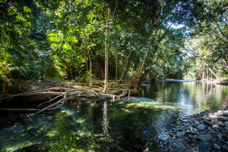 Parque nacional Daintree en Australia