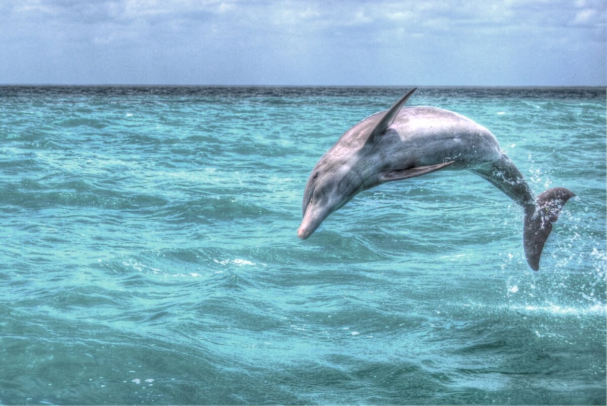 Playa delfines, en México.